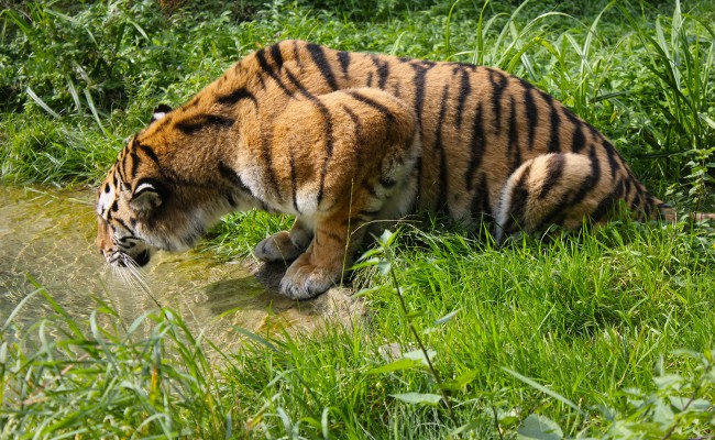 Tiger 07